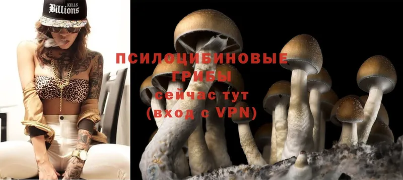 Галлюциногенные грибы Psilocybe  Аша 